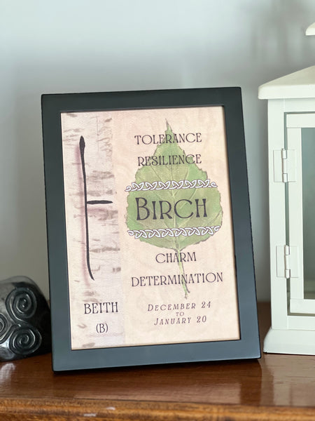 Birch Tree & Ogham Letter Beith