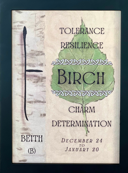 Birch Tree & Ogham Letter Beith