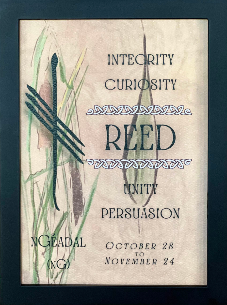 Reed & Ogham Letter nGéadal Celtic Tree Astrology OghamArt