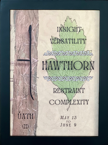 Hawthorn Tree & Ogham Letter Úath