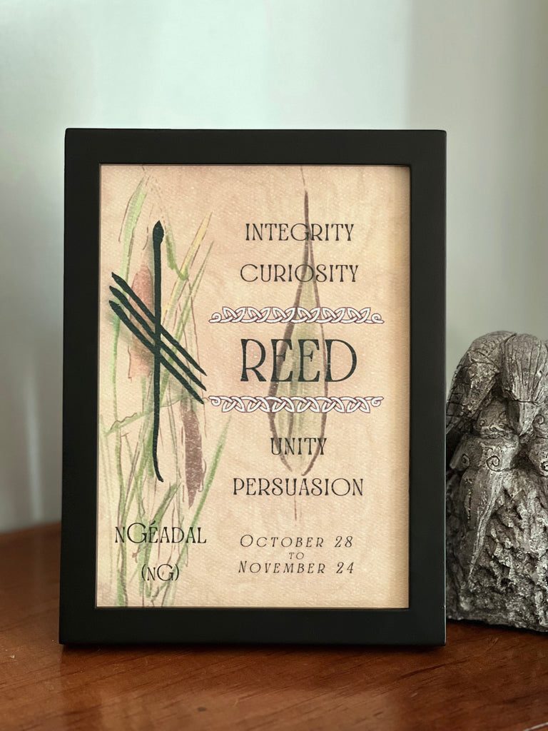 Unity Reed Letter Reed & Ogham Letter nGéadal | Celtic Tree Astrology – OghamArt