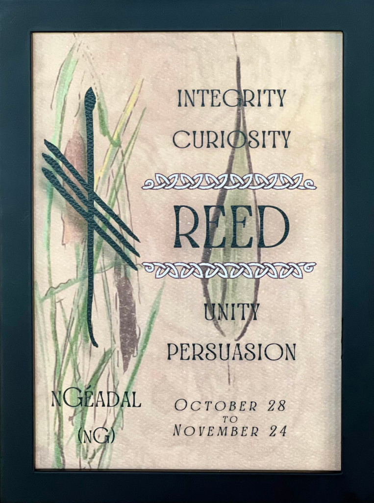 Reed & Ogham Letter nGéadal | Celtic Tree Astrology – OghamArt